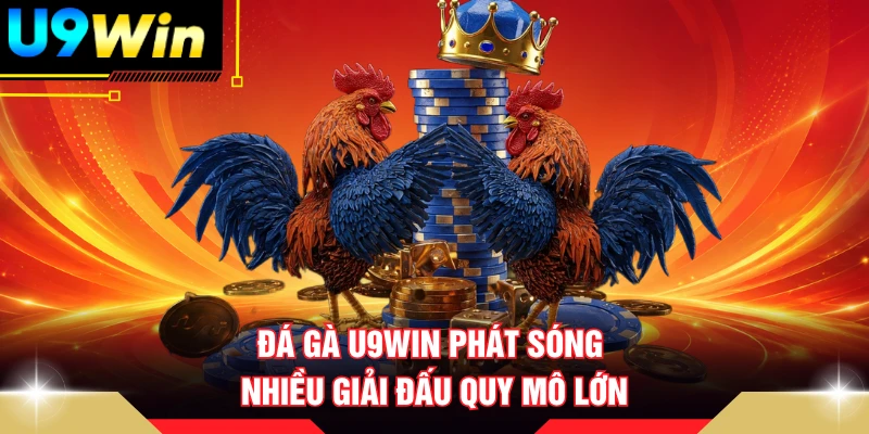 Đá gà U9WIN phát sóng nhiều giải đấu quy mô lớn